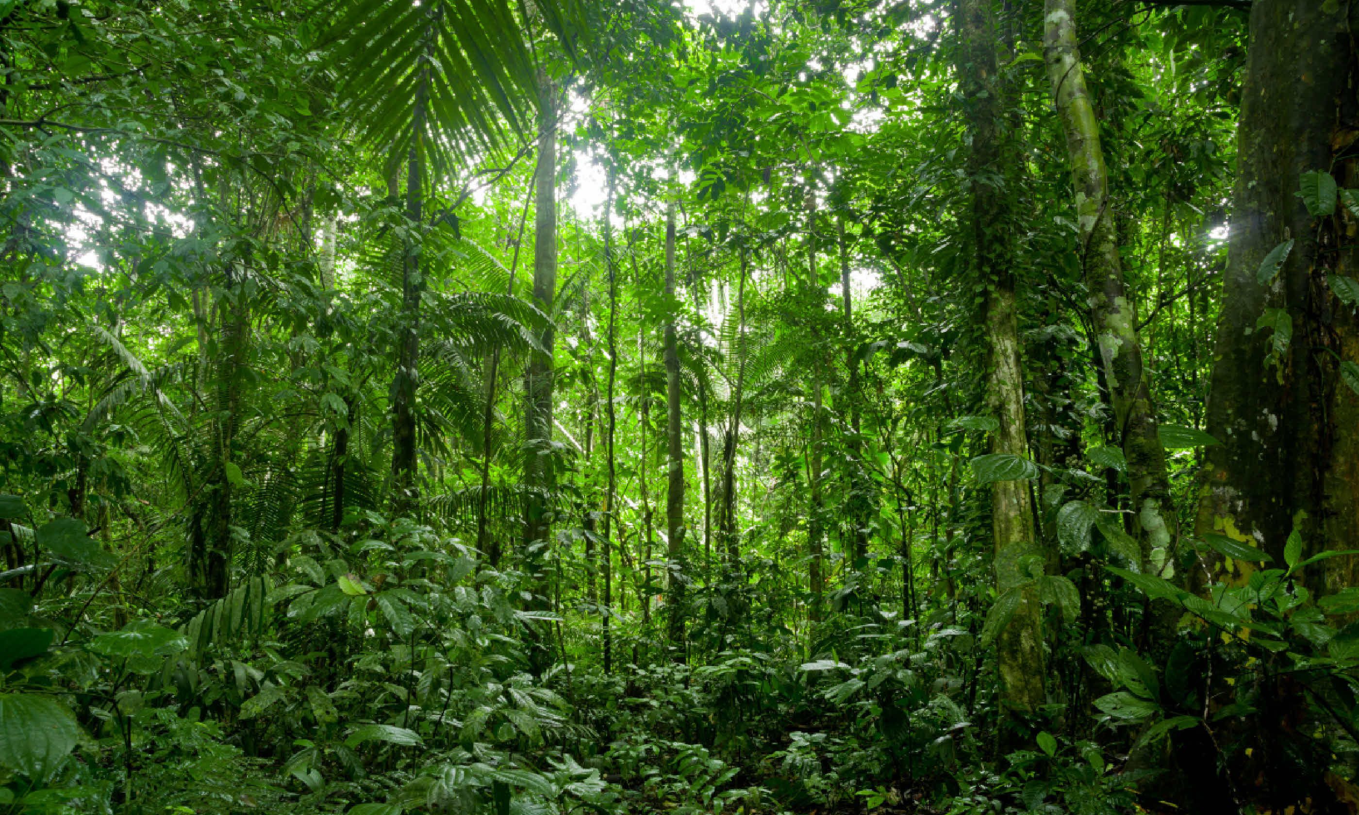 Amazon, Ecuador (Shutterstock)