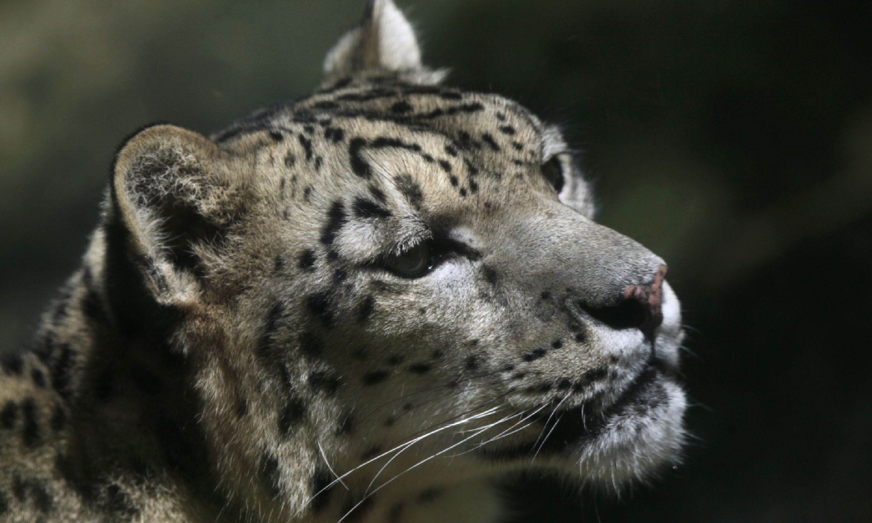 Snow leopard, India (Shutterstock)