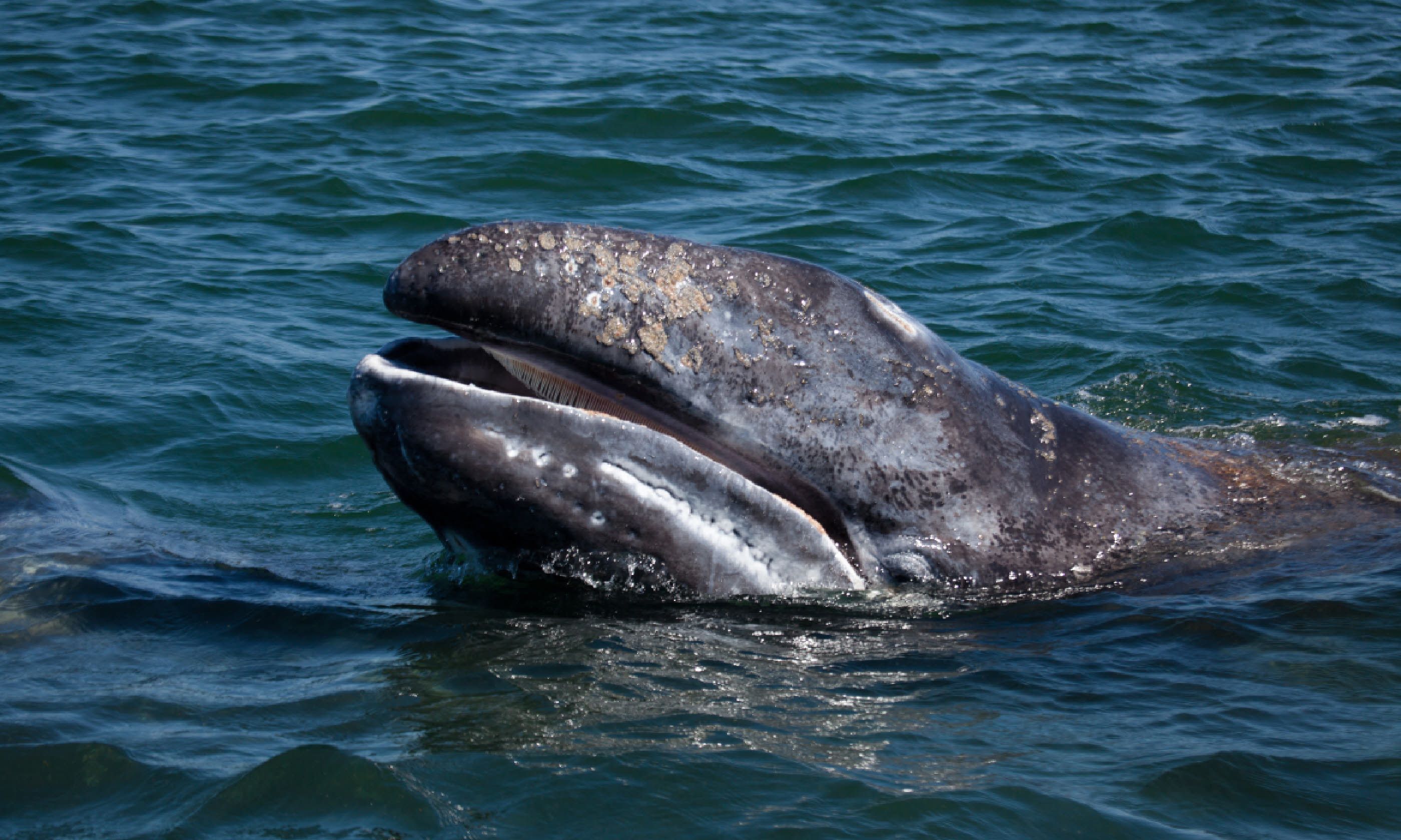 Grey whale in Baja California (Shutterstock)