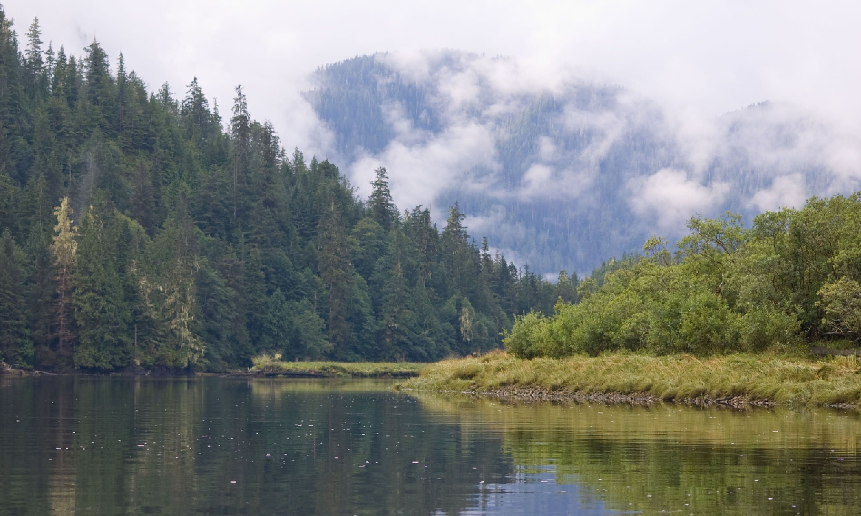 Great Bear Rainforest (Shutterstock)