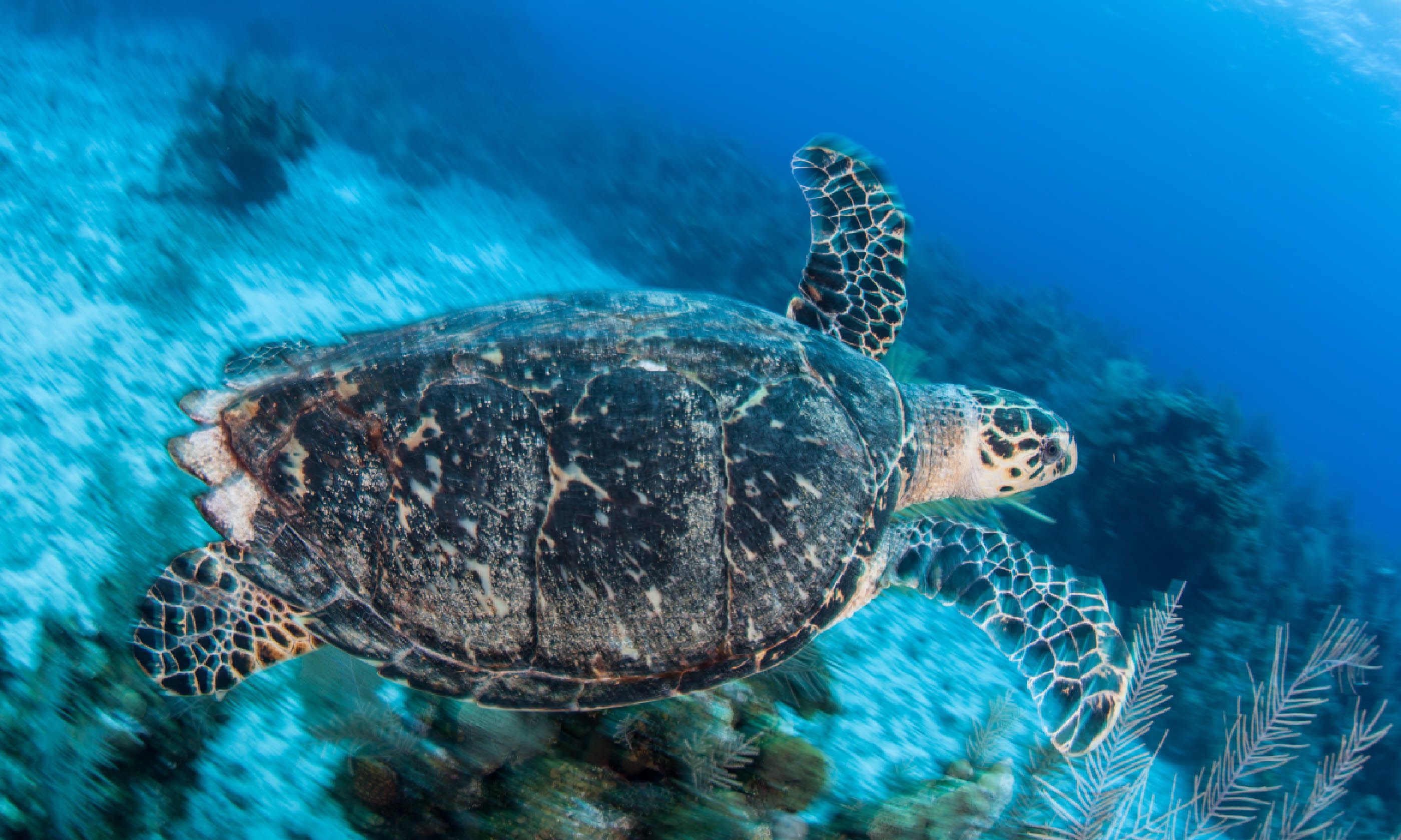 Hawksbill sea turtle, Grand Cayman (Shutterstock)