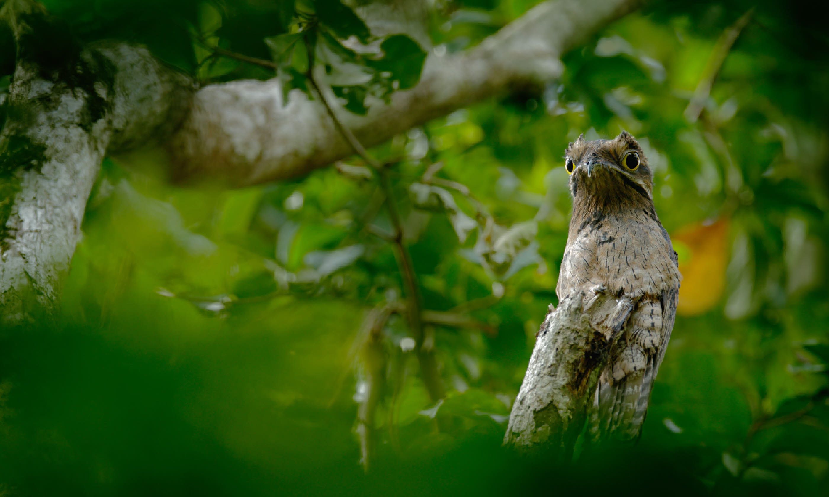 Asa Wright Nature Centre, Trinidad (Shutterstock)