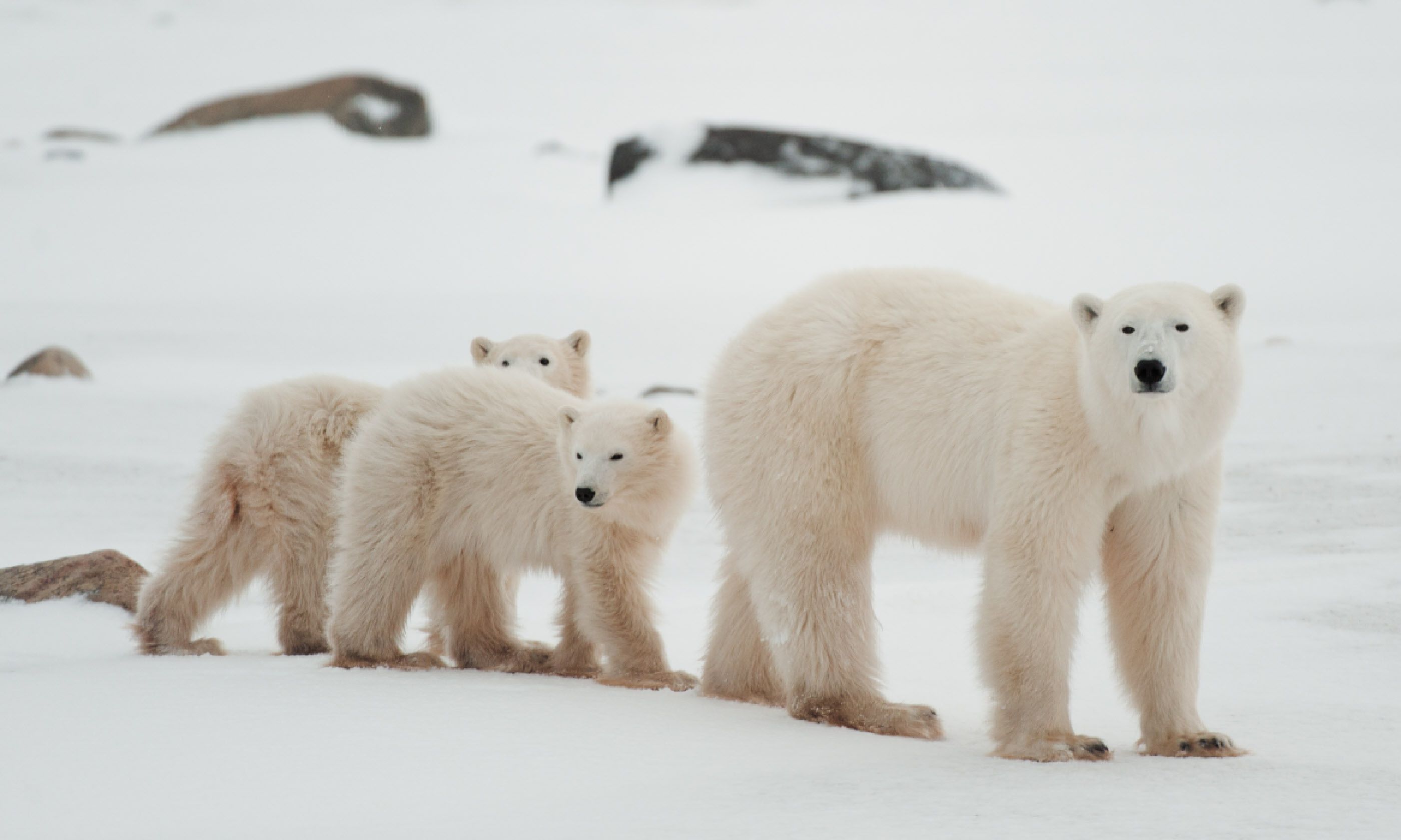 Polar bears, Canada (Shutterstock)