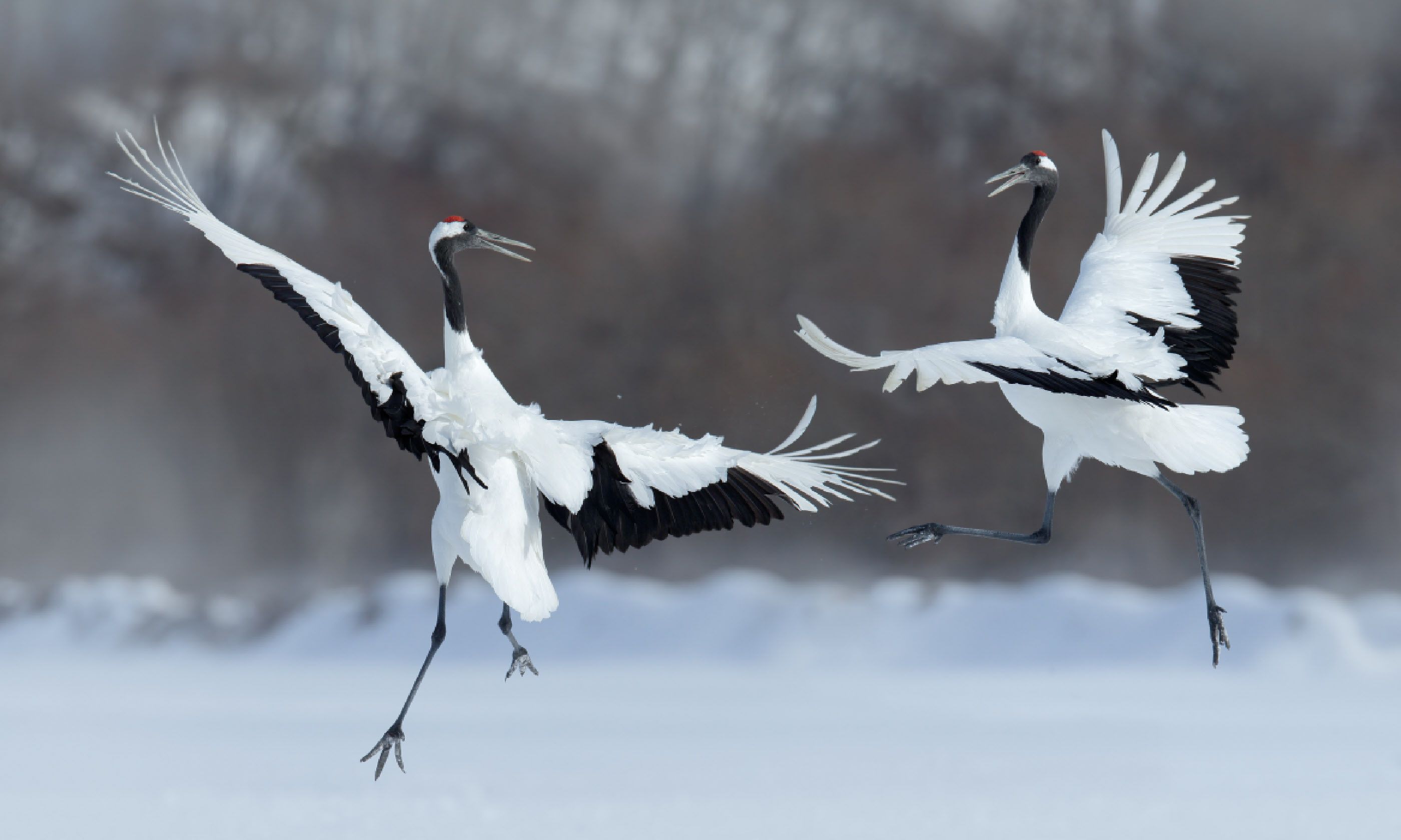Dancing pair of red-crowned cranes (Shutterstock)