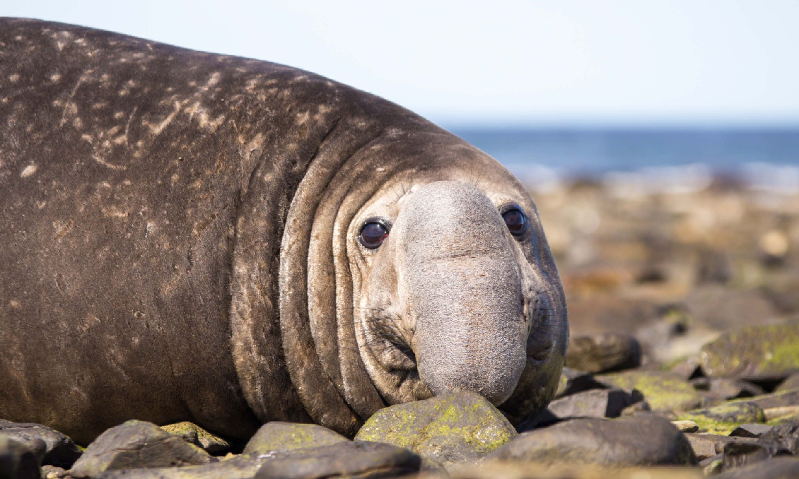Southern elephant seal (Shutterstock)