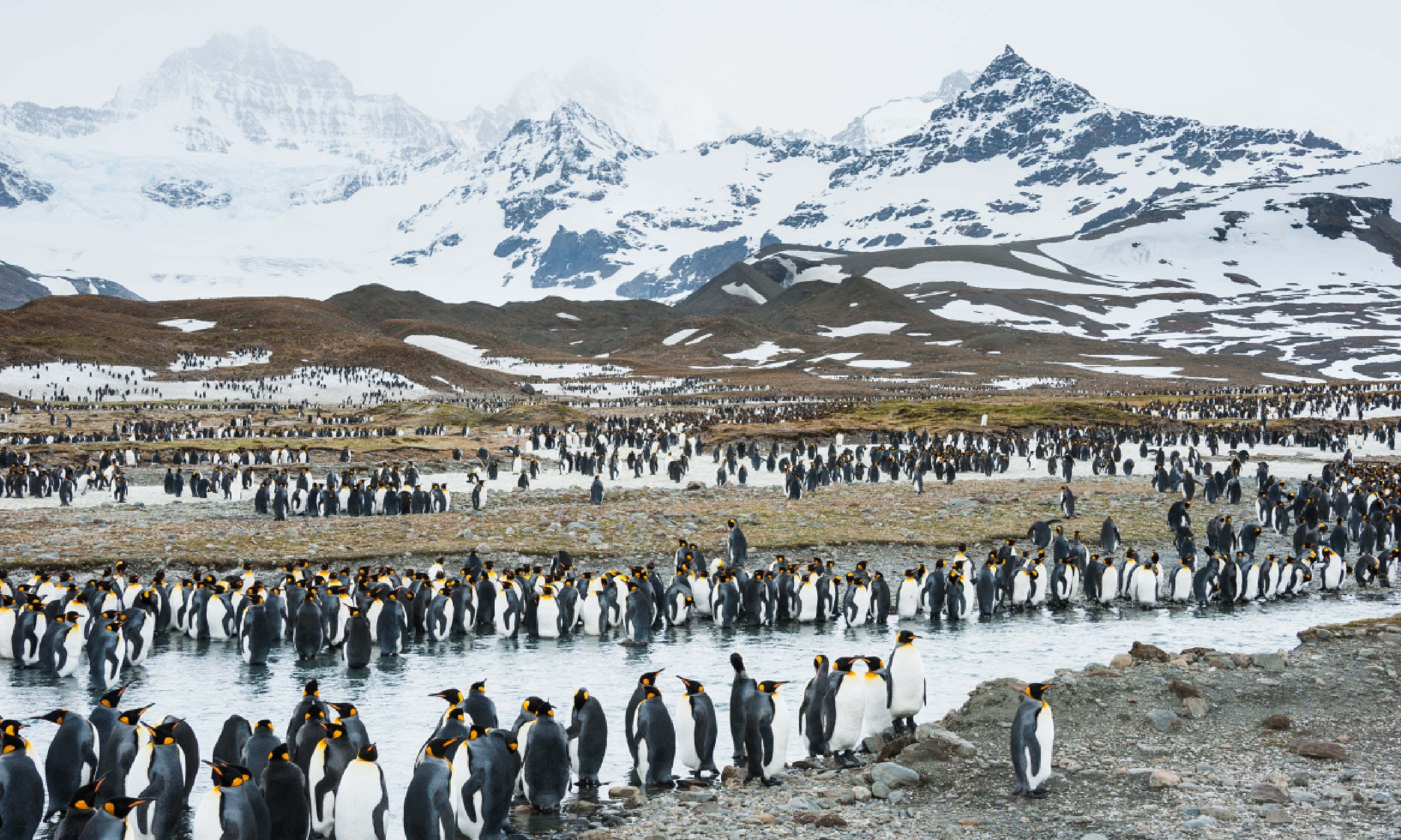 Penguins in South Georgia (Shutterstock)