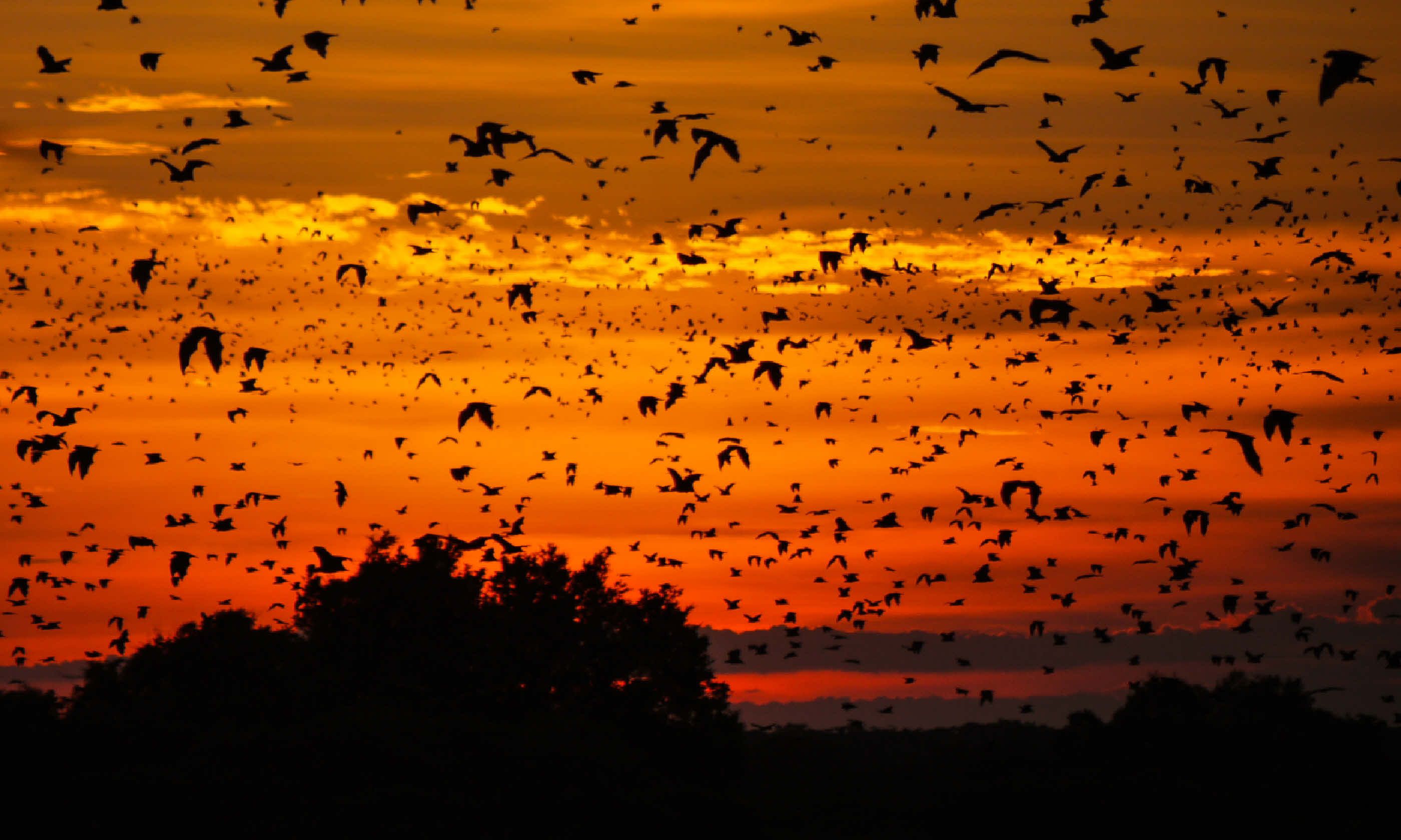 Zambia bats at sunset (Dreamstime)